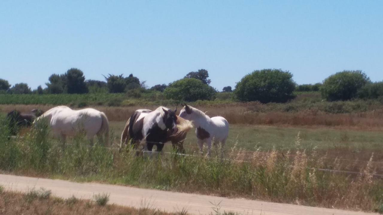 Cabanes Des Aresquiers Frontignan Kültér fotó